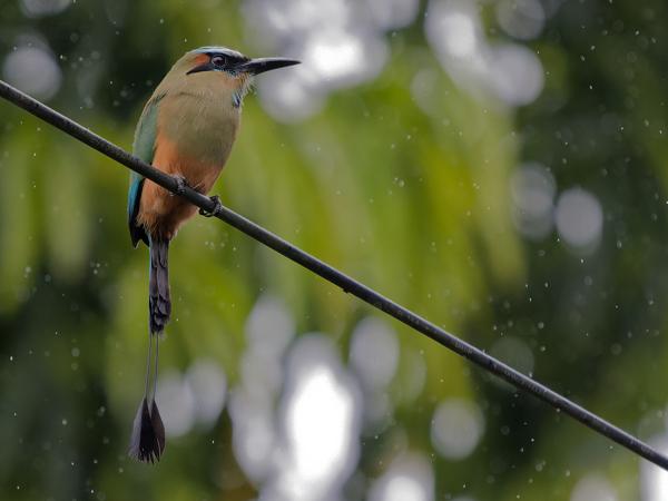 <h3><a href="/trips/costa-rica/biota/animalia/chordata/aves/037 coraciiformes/005 momotidae/eumomota superciliosa/eumomota superciliosa-nl.html">Eumomota&nbsp;superciliosa</a> / Turquoise‑browed&nbsp;motmot / Wenbrauwmotmot</h3>OM-1 Mark II met OLYMPUS M.150-400mm F4.5, 1/2000 sec  bij F4.5, ISO 10000, afstand 12.6&nbsp;m